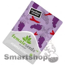 Purple Maroc Feminised